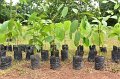 20210526-Tree planting dayt-103